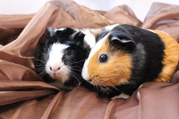 两只斑点豚鼠坐在一起 — 图库照片