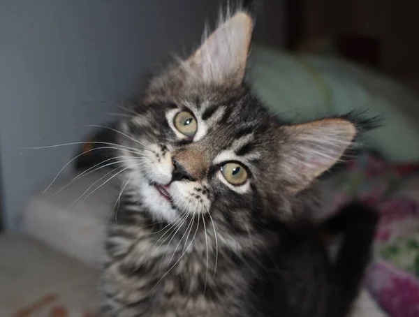 Surprised Funny Cat Fluffy Maine Coon Big Eyes Looks — Stock Photo, Image