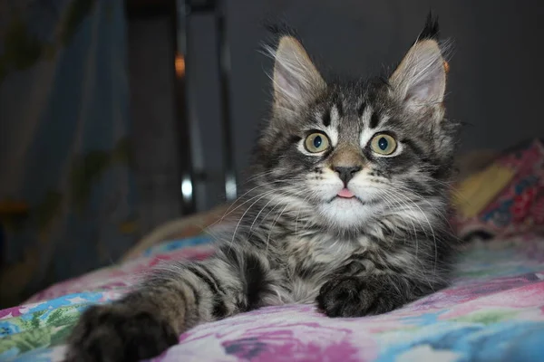 驚くべき面白い猫ふわふわ大きな目でメインクーン見ます彼女の舌 — ストック写真
