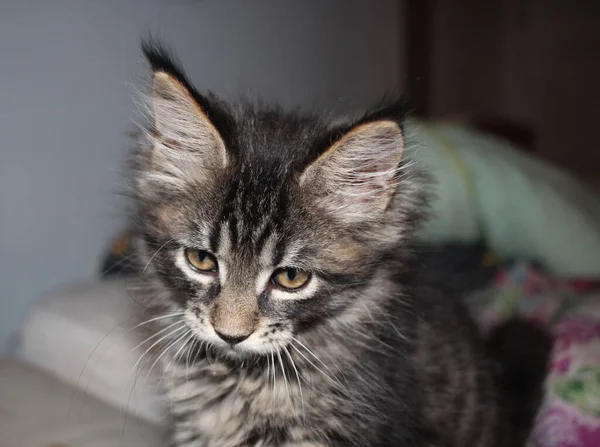 Boze Kat Pluizig Maine Coon Met Grote Ogen Kijkt — Stockfoto