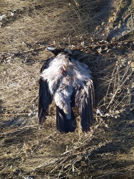 死んだ鳥のカラスが草の中に横たわっていて — ストック写真