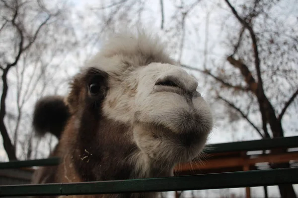 Camello Shaggy Animal Cabeza Looks Hocico — Foto de Stock