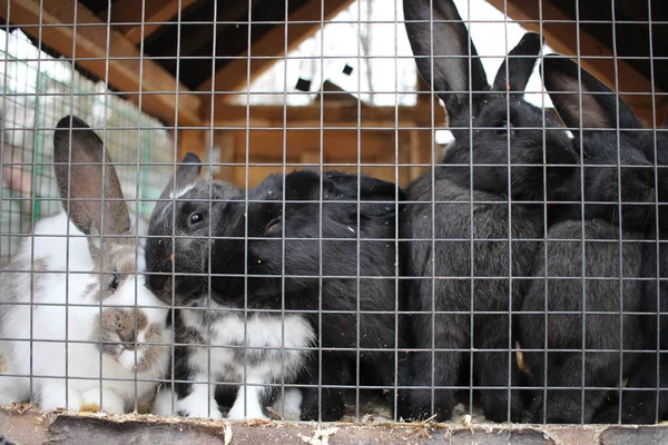 Кролики Животные Сидят Клетке Решеткой — стоковое фото