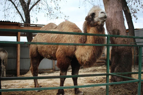camel shaggy animal in a pen on a farm