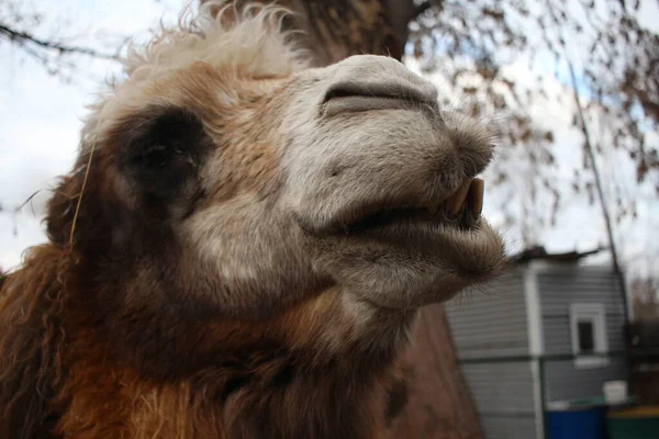 Kamel Zotteligen Tierkopf Sieht Schnauze — Stockfoto