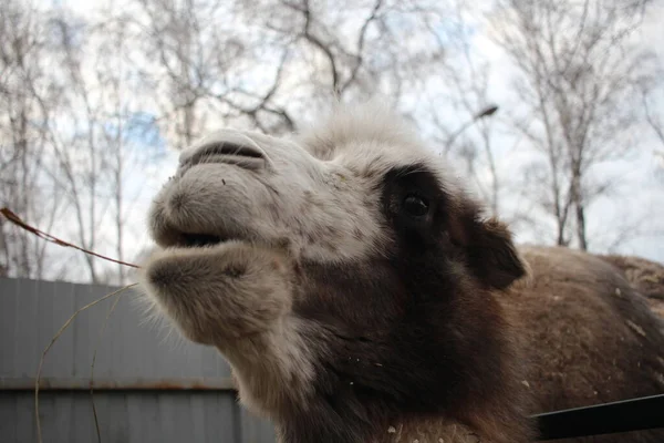 Camello Shaggy Animal Cabeza Looks Hocico — Foto de Stock