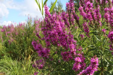 Parlak çiçekler yazın çimenlerdeki bir düzlükte yetişir.