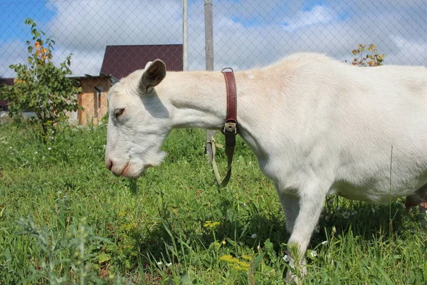 Biały Koza Wypas Latem Wieś Trawa — Zdjęcie stockowe