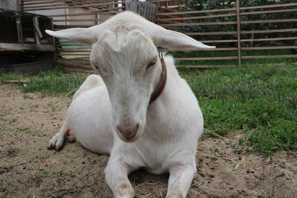 Weiße Ziege Auf Dem Gras Liegend Trauriges Schlafendes Krankes Tier — Stockfoto