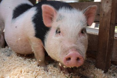 Komik domuzcuk. Çiftlikteki çayırda siyah beyaz domuz eti.