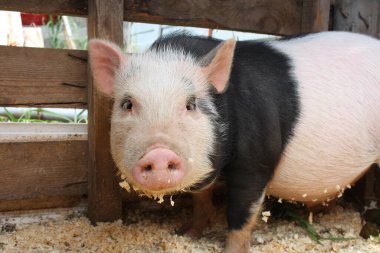 Komik domuzcuk. Çiftlikteki çayırda siyah beyaz domuz eti.