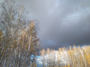 Dalları olan bir huş ağacının tepesinde sonbahar yaprakları gökyüzünde Sibirya doğası