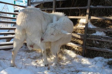 Beyaz tüylü keçi kışın çiftlikte çayırda bacağını kaşır.