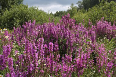 Parlak pembe çiçekler yazın ormandaki bir düzlükte yetişir.