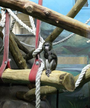 Ağacın üzerinde oturan küçük üzgün maymun.