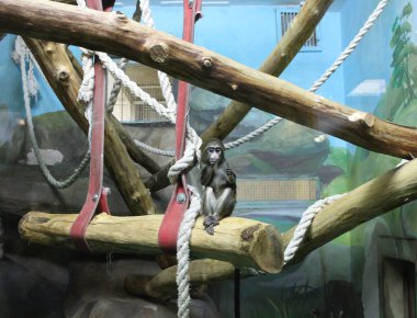 Ağacın üzerinde oturan küçük üzgün maymun.