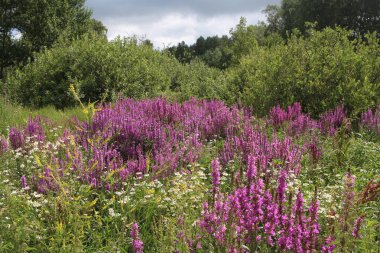 Pembe parlak çiçekler ormanda yetişir çayırdaki yeşil çimlerde