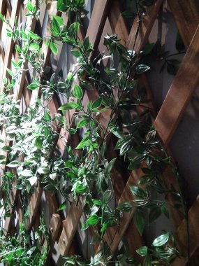 İç mekan için yeşil dekoratif bitkiler.