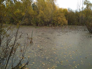 Çamurla kaplı bataklık göleti, durgun sularla kaplı.