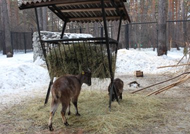 Kafesteki vahşi hayvanlar, parmaklıklar arkasındaki keçiler ve bir besleyiciyle kuşhanede.