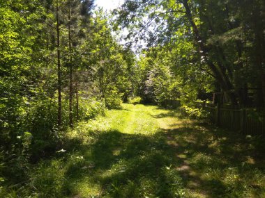 Parlak yeşil çimenler yazın ormanda ağaçlarla kaplı.