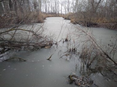 Nehir, sonbaharda suyun üzerinde donmuş bir buzdur. Ormanın kasvetli bir manzarası.