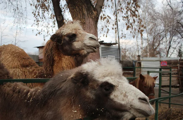 two camels with wool animals in a pen on a farm