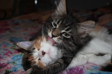 İki komik pofuduk kedi birbirlerini dilleriyle yalarlar.