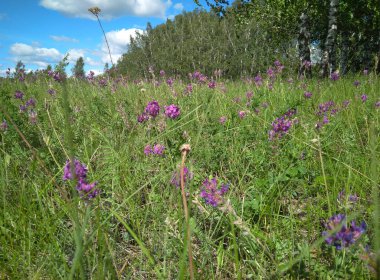 Yazın açık bir alanda yeşil çimlerde parlak pembe çiçekler.