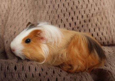 Şirin kobay, tüylü yavru kemirgen, uzun saçlı