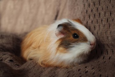 Şirin kobay, tüylü yavru kemirgen, uzun saçlı