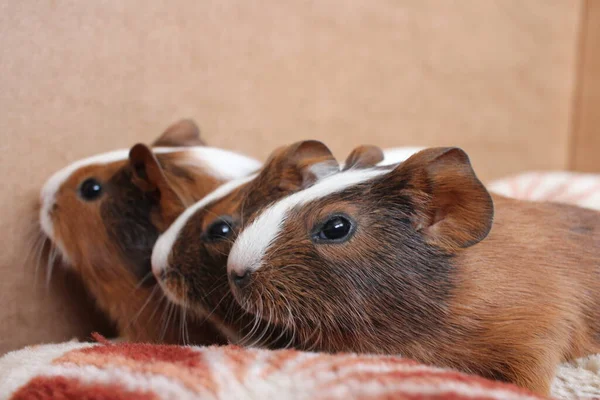 Lindos Conejillos Indias Esponjosos Bebé Roedores Mascotas —  Fotos de Stock