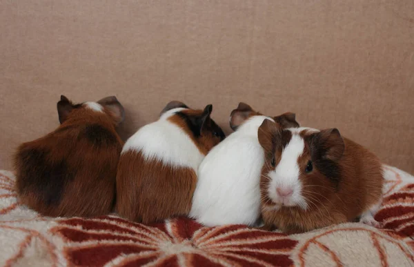 Lindos Cobayas Esponjosos Bebé Roedores Mascotas Por Detrás —  Fotos de Stock