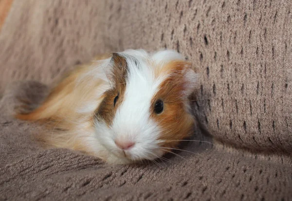 Lindo Conejillo Indias Esponjoso Bebé Roedor Mascotas —  Fotos de Stock