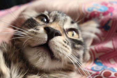 Bir kedinin yüzü burnu ve dudakları açık bir hayvandır.