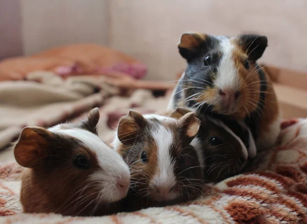 Anne ile bebek kobaylar komik evcil hayvanlar kürklü kemirgenler