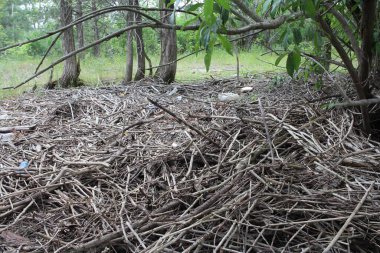 Ormanda bir sürü kuru ağaç dalı yakacak için odun kurutur.