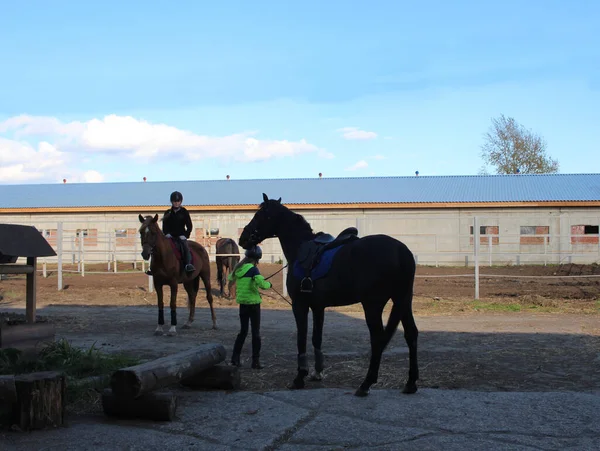 Rússia Novosibirsk 2020 Clube Esportes Equestre Com Uma Menina Estável — Fotografia de Stock