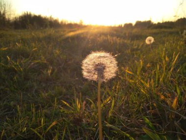 Tüylü, yuvarlak karahindiba çiçeği yazın gün batımında bir tarlada