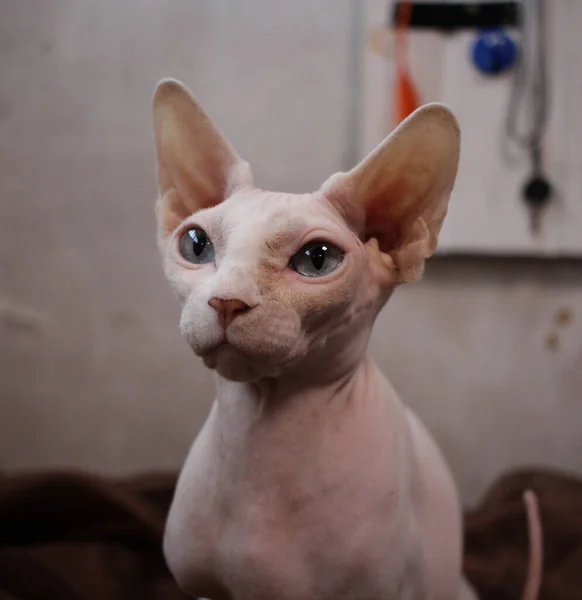 Esfinge Gato Careca Com Animal Estimação Pele Nua — Fotografia de Stock