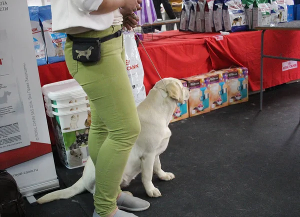 Russland Nowosibirsk 2020 Eine Frau Mit Hund Bei Einer Ausstellung — Stockfoto