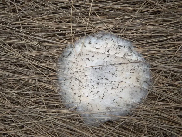Białe Okrągłe Plamy Pleśni Pająka Suchej Trawie — Zdjęcie stockowe