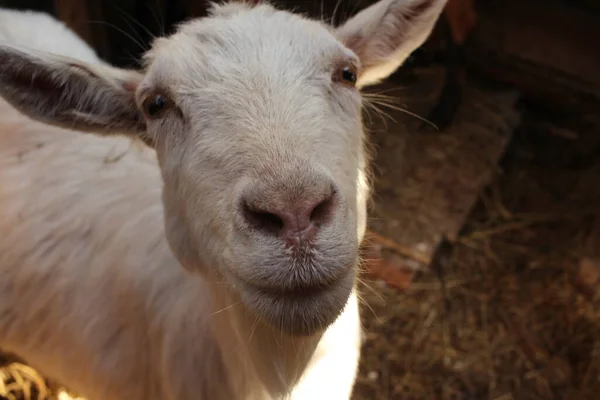 White Goat Animal Farm Looks Eyes — Stock Photo, Image
