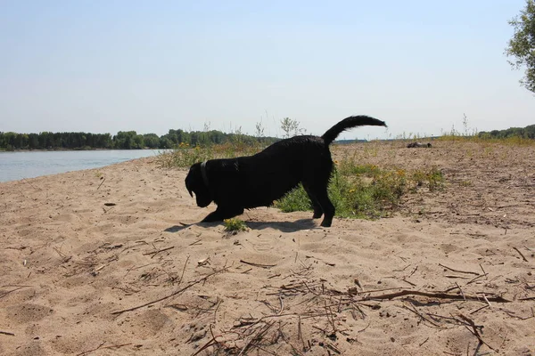 wet black labrador dog digs the ground on the riverbank active walk