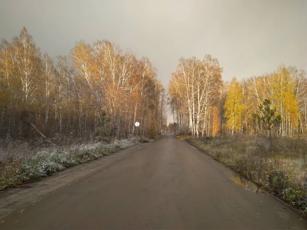 Wet Road Autumn Yellow Leaves Trees Forest Journey — Stock Photo, Image