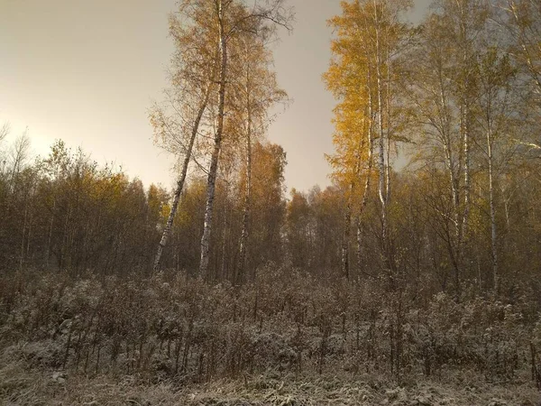 Φθινόπωρο Κίτρινα Φύλλα Στα Δέντρα Στο Δασικό Ταξίδι Στην Χιονόπτωση — Φωτογραφία Αρχείου