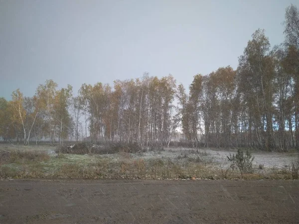 Estrada Molhada Outono Com Folhas Amarelas Árvores Jornada Florestal — Fotografia de Stock