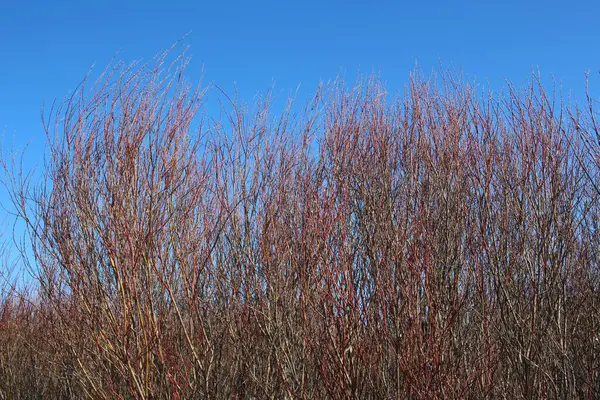 Keře Větve Stromů Větvemi Pozadí Modré Oblohy Jarní Zahradě Houští — Stock fotografie