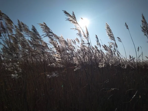 Græs Siv Med Ører Majs Baggrund Himlen Naturen Solen Skinner - Stock-foto