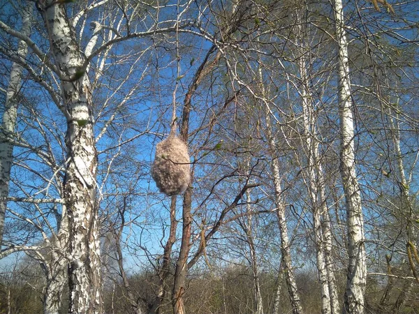 Bird Nest Branches Tree Tit Remez Nature — Photo